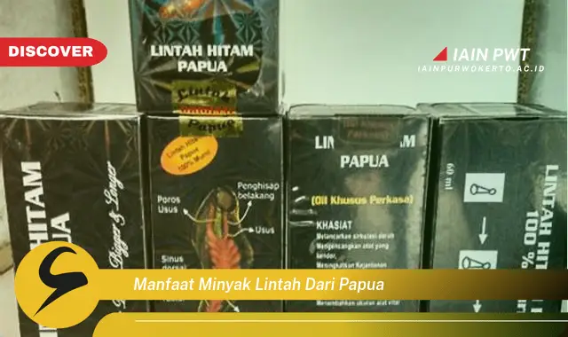 manfaat minyak lintah dari papua