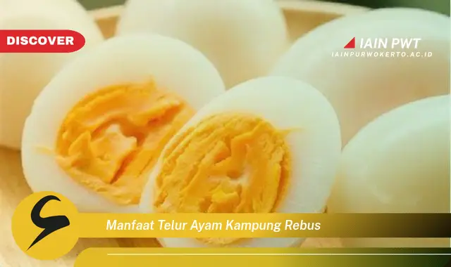 manfaat telur ayam kampung rebus