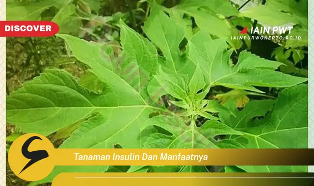 tanaman insulin dan manfaatnya