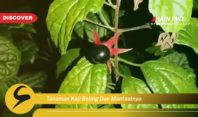 tanaman keji beling dan manfaatnya