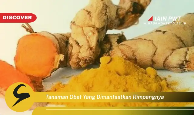 tanaman obat yang dimanfaatkan rimpangnya tanaman obat yang dimanfaatkan rimpangnya