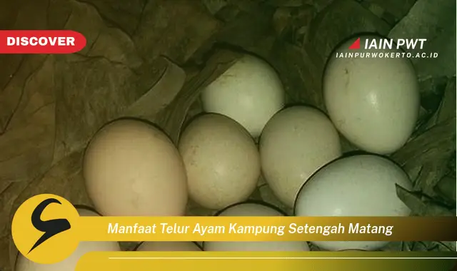 manfaat telur ayam kampung setengah matang