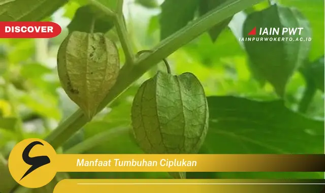 manfaat tumbuhan ciplukan