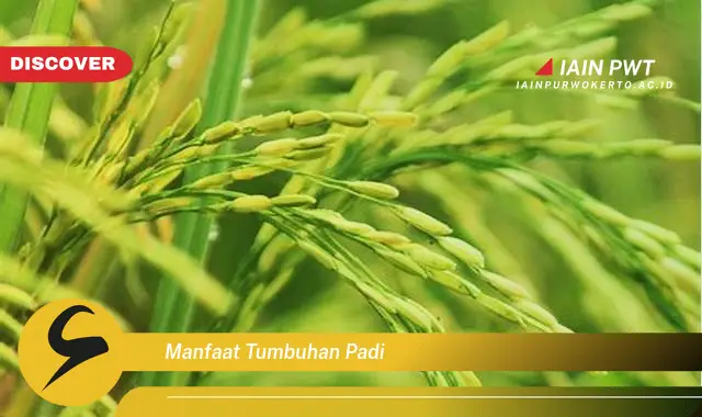 manfaat tumbuhan padi