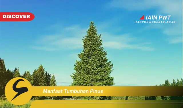 manfaat tumbuhan pinus