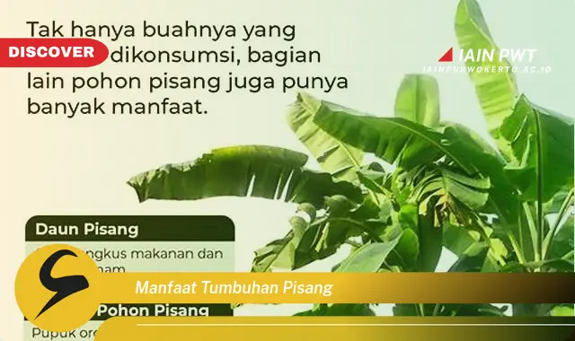 manfaat tumbuhan pisang