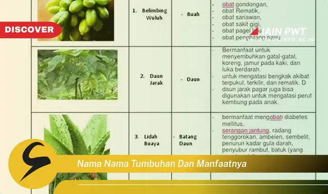 nama nama tumbuhan dan manfaatnya