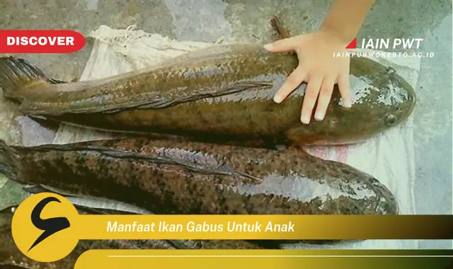 manfaat ikan gabus untuk anak manfaat ikan gabus untuk anak