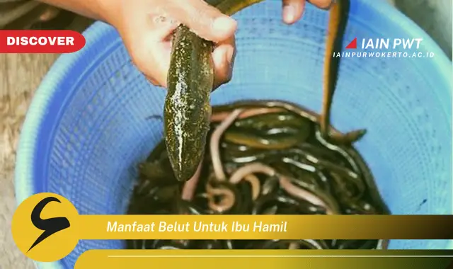 Ketahui 5 Manfaat Belut bagi Ibu Hamil yang Menakjubkan