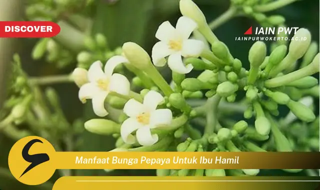 Ketahui 5 Manfaat Ajaib Bunga Pepaya untuk Ibu Hamil