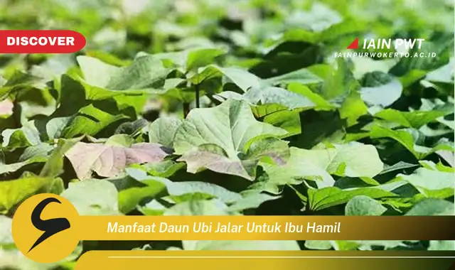 9 Manfaat Daun Ubi Jalar untuk Kehamilan Sehat