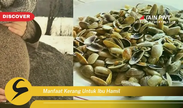 manfaat kerang untuk ibu hamil