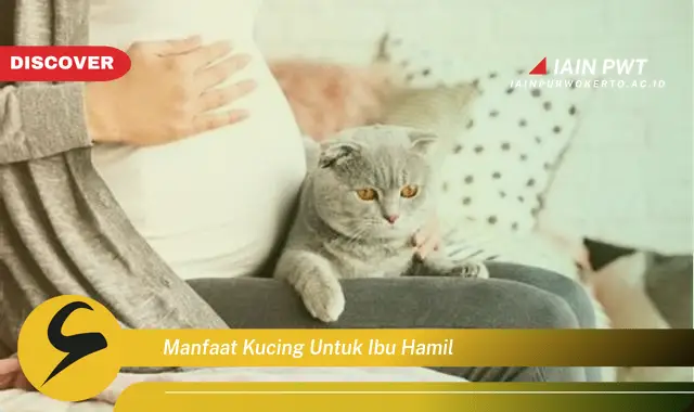 Ketahui 7 Manfaat Kucing untuk Ibu Hamil yang Mengejutkan