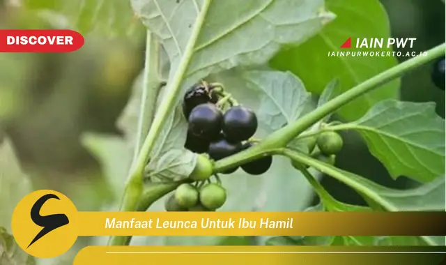 Temukan 5 Manfaat Leunca untuk Kehamilan Sehat