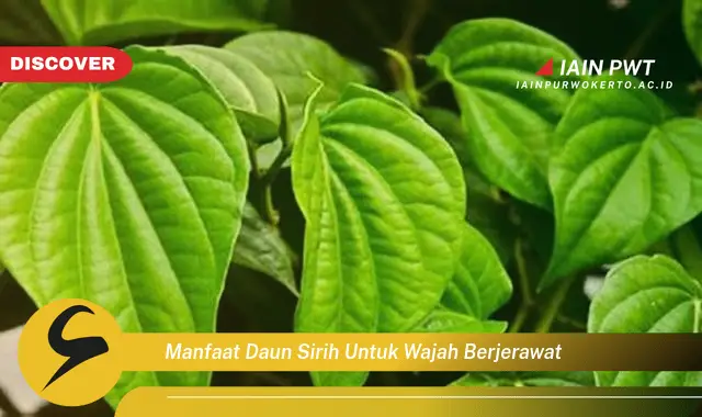 manfaat daun sirih untuk wajah berjerawat