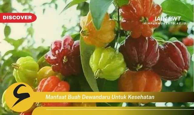 manfaat buah dewandaru untuk kesehatan