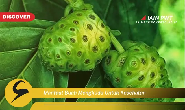 manfaat buah mengkudu untuk kesehatan