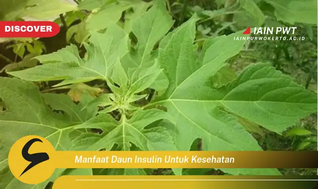 Intip 5 Manfaat Daun Insulin untuk Kesehatan yang Wajib Kamu Ketahui - Discover