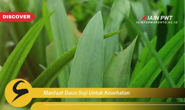 manfaat daun suji untuk kesehatan