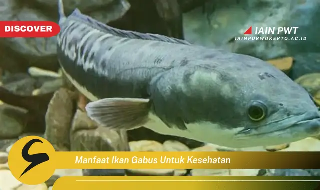 manfaat ikan gabus untuk kesehatan