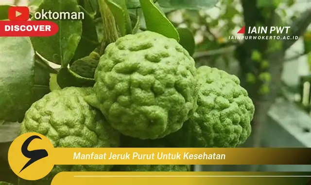 manfaat jeruk purut untuk kesehatan