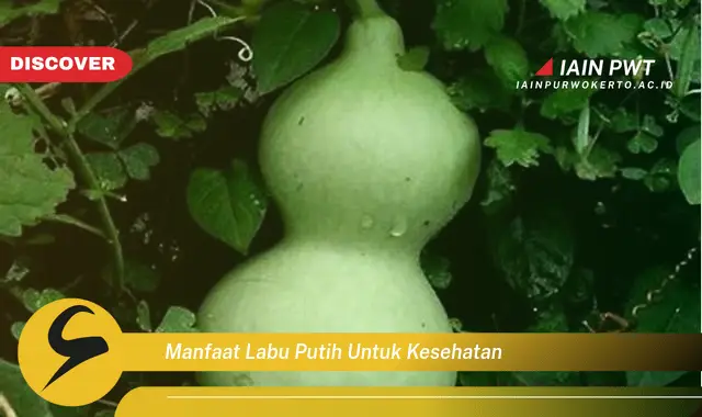 Manfaat Labu Putih yang Bikin Penasaran untuk Kesehatan