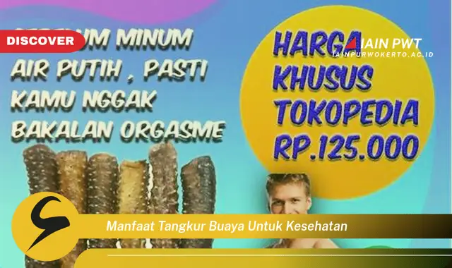 manfaat tangkur buaya untuk kesehatan