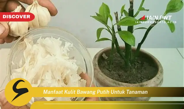 manfaat kulit bawang putih untuk tanaman