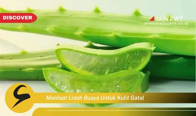 manfaat lidah buaya untuk kulit gatal