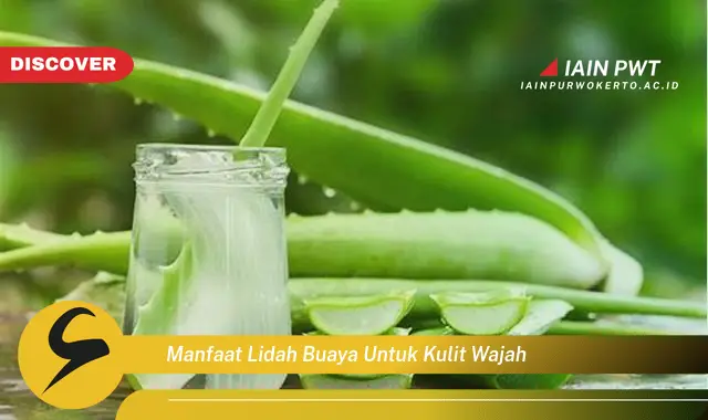 manfaat lidah buaya untuk kulit wajah