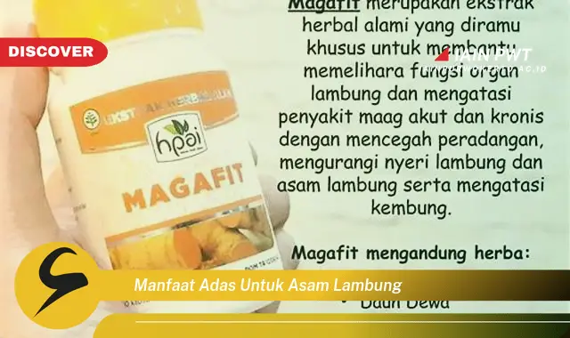 manfaat adas untuk asam lambung