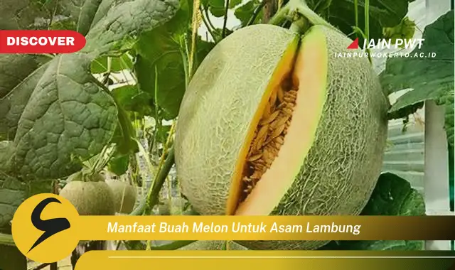 manfaat buah melon untuk asam lambung