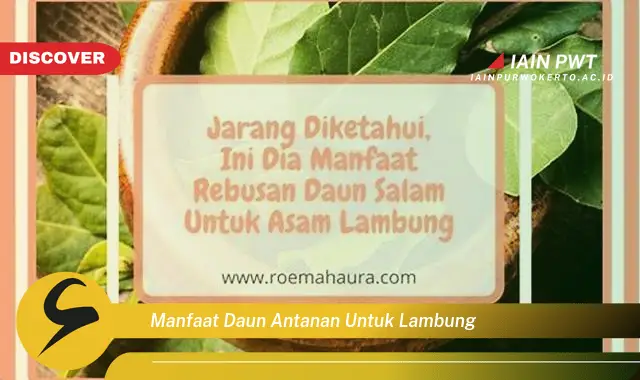 manfaat daun antanan untuk lambung