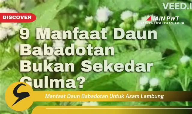 manfaat daun babadotan untuk asam lambung