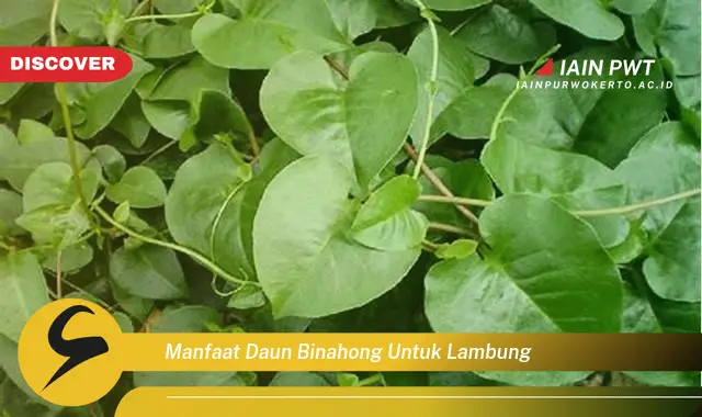 manfaat daun binahong untuk lambung