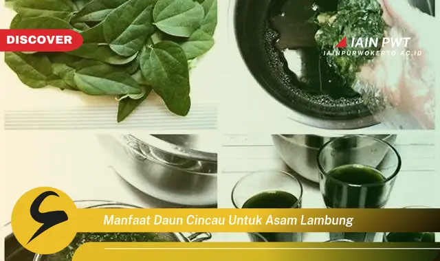 manfaat daun cincau untuk asam lambung