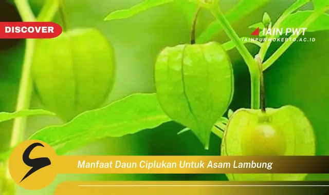 manfaat daun ciplukan untuk asam lambung