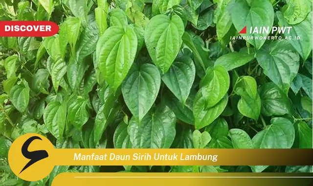 manfaat daun sirih untuk lambung