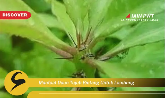 manfaat daun tujuh bintang untuk lambung