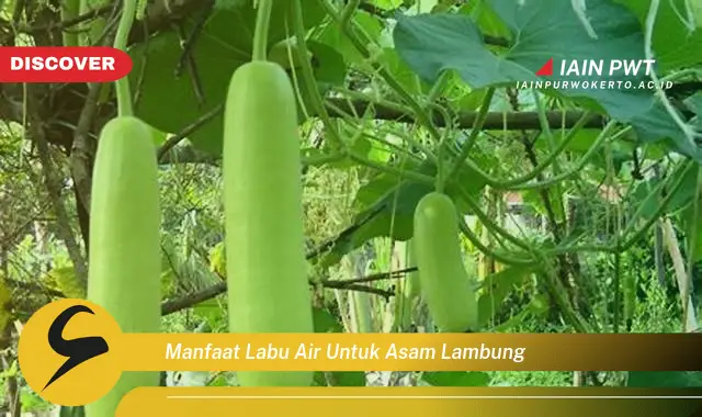 manfaat labu air untuk asam lambung