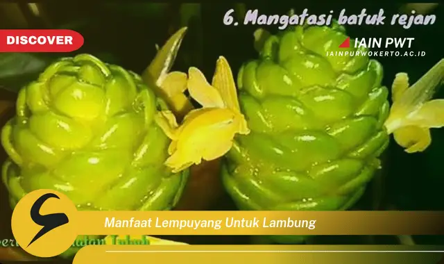 manfaat lempuyang untuk lambung