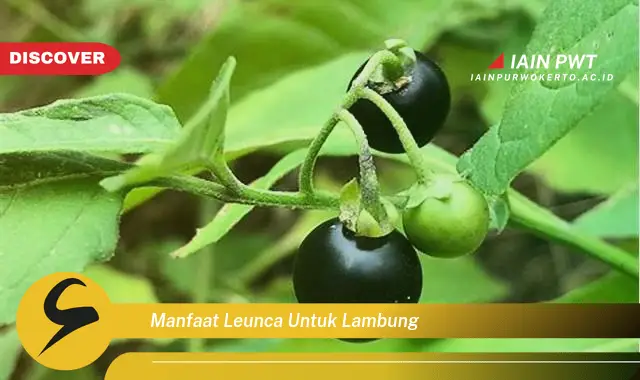 manfaat leunca untuk lambung