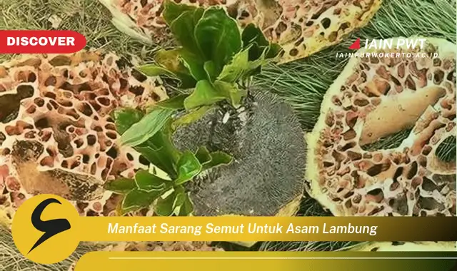 manfaat sarang semut untuk asam lambung