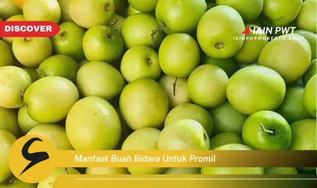 manfaat buah bidara untuk promil