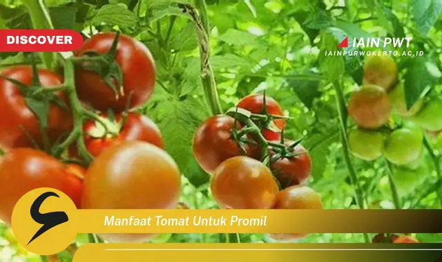 manfaat tomat untuk promil