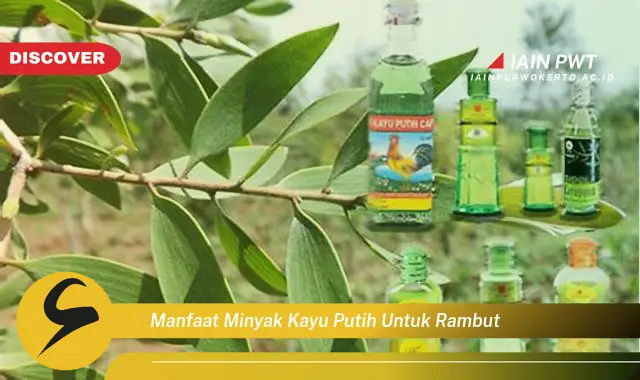 manfaat minyak kayu putih untuk rambut manfaat minyak kayu putih untuk rambut