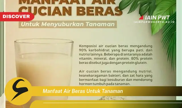 manfaat air beras untuk tanaman