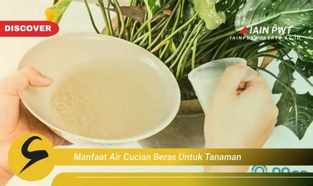 manfaat air cucian beras untuk tanaman