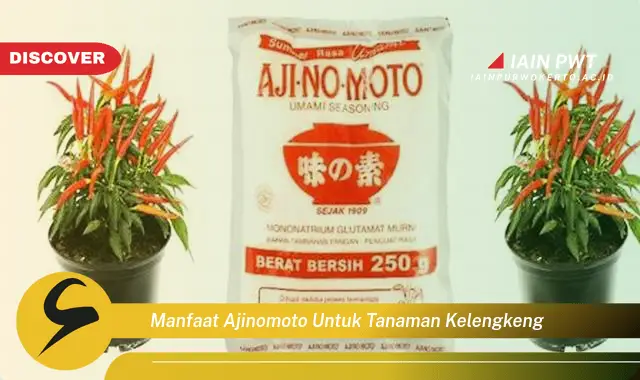 manfaat ajinomoto untuk tanaman kelengkeng