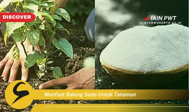 manfaat baking soda untuk tanaman